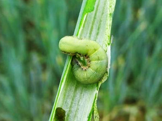 大蔥蟲(chóng)害解決方案